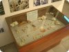 Μουσείο Απολιθωμένων Θηλαστικών Κερασιάς, Βόρεια Εύβοια